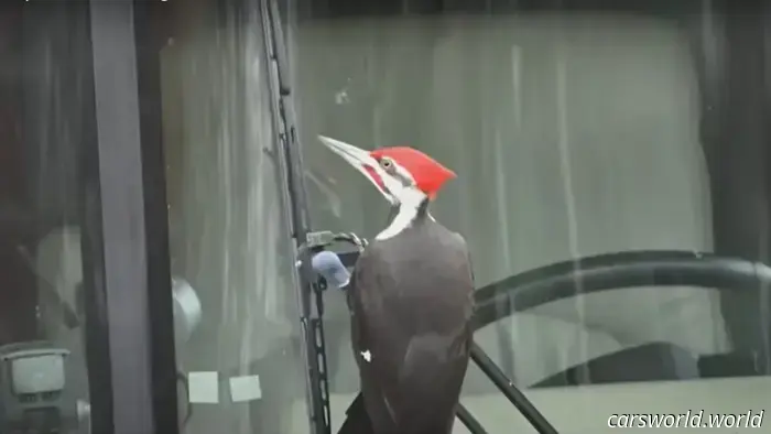 Un Molesto Pájaro Carpintero Ha Aterrorizado a 25 Autos y Contando en un Pueblo de Massachusetts