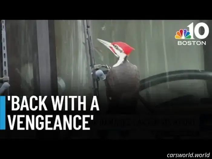 Un Molesto Pájaro Carpintero Ha Aterrorizado a 25 Autos y Contando en un Pueblo de Massachusetts