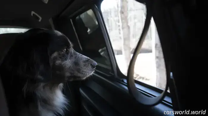 We Crammed Six Dogs into a 2025 Volkswagen ID Buzz and It Was a Hit with Everyone.