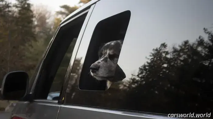 We Crammed Six Dogs into a 2025 Volkswagen ID Buzz and It Was a Hit with Everyone.