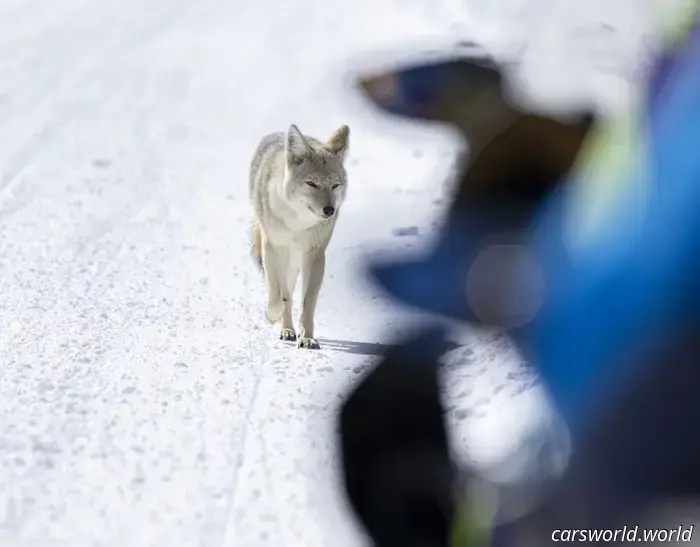 Andar En Moto De Nieve Por Yellowstone Es Difícil, Pero Vale La Pena Congelarse