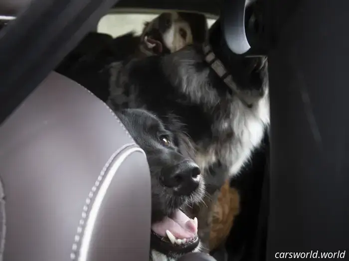 We Crammed Six Dogs into a 2025 Volkswagen ID Buzz and It Was a Hit with Everyone.