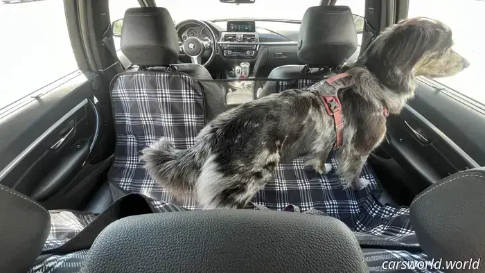 Dog and Dirt Proven: A Year of Rugged Use with Canvasback Car Seat Covers